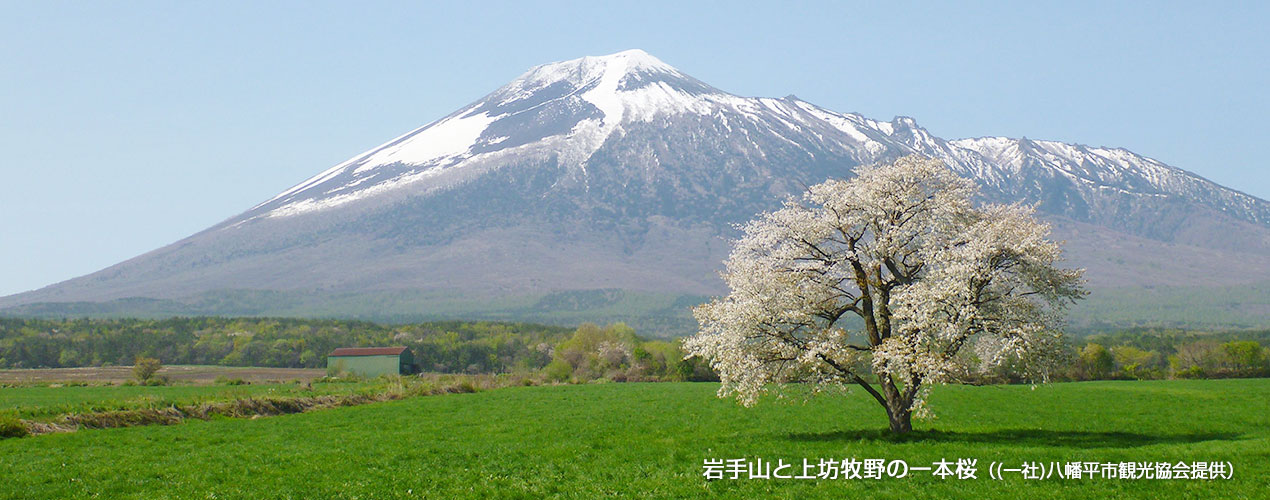 巖手山と上坊牧野の一本桜（(一社)八幡平市観光協(xié)會提供）