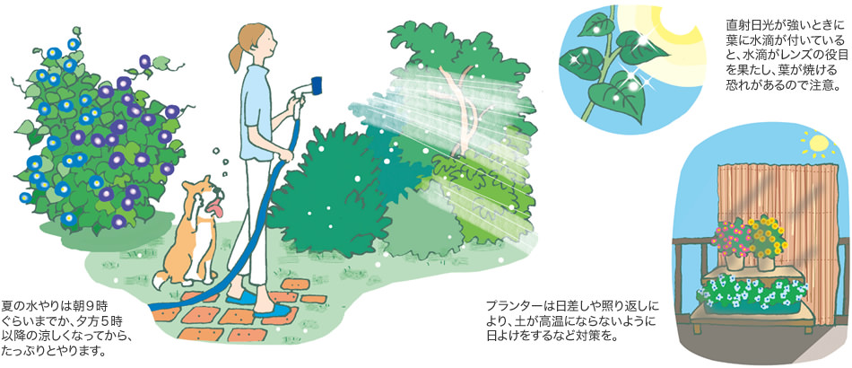 夏の水やりは朝9時ぐらいまでか、夕方5時以降の涼しくなってから、たっぷりとやります。／直射日光が強いときに葉に水滴が付いていると、水滴がレンズの役目を果たし、葉が焼ける恐れがあるので注意。／プランターは日差しや照り返しにより、土が高溫にならないように日よけをするなど対策を。